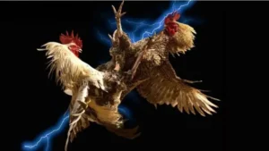 Bí Quyết Chơi Đá Gà WS168 Tại Fun88 Thắng Lớn Dễ Dàng Nhanh Chóng